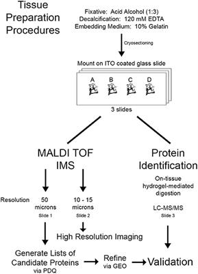 Use of Proteomic Imaging Coupled With Transcriptomic Analysis to Identify Biomolecules Responsive to Cochlear Injury